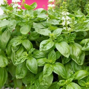 Italian Leaf Basil Live Plant - 2 Sweet Basil Plants in 4 inch Pot - Image 6