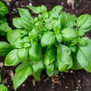 Italian Leaf Basil Live Plant - 2 Sweet Basil Plants in 4 inch Pot - Image 7