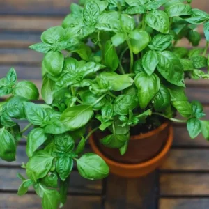 Italian Leaf Basil Live Plant - 2 Sweet Basil Plants in 4 inch Pot - Image 8
