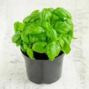 Italian Leaf Basil Live Plant - 2 Sweet Basil Plants in 4 inch Pot - Image 9