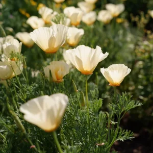 Ivory California Poppy Seeds - 250 Creamy Eschscholzia californica Seeds, Outdoor, Pollinator Friendly - Image 2