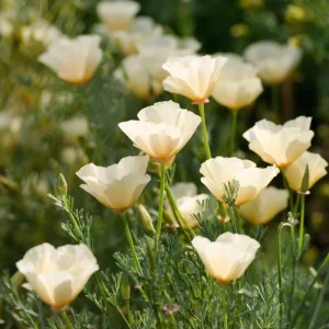 Ivory California Poppy Seeds - 250 Creamy Eschscholzia californica Seeds, Outdoor, Pollinator Friendly - Image 3