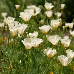Ivory California Poppy Seeds - 250 Creamy Eschscholzia californica Seeds, Outdoor, Pollinator Friendly - Image 4
