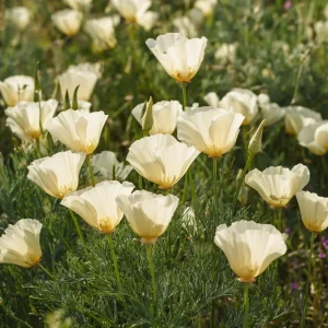 Ivory California Poppy Seeds - 250 Creamy Eschscholzia californica Seeds, Outdoor, Pollinator Friendly - Image 1