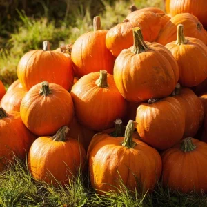 Jack O' Lantern Pumpkin Seeds - Classic Halloween Carving Variety - 20 Count - Image 1
