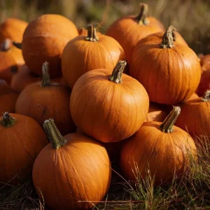 Jack O' Lantern Pumpkin Seeds - Classic Halloween Carving Variety - 20 Count - Image 4