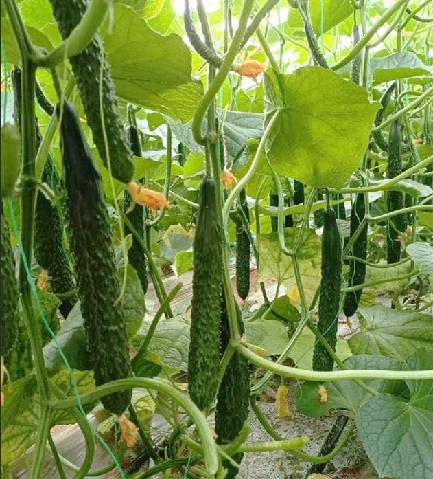 Jade Cucumber Seeds - Crisp, Sweet Heirloom Vegetable Seeds, 25 Seeds - Image 1