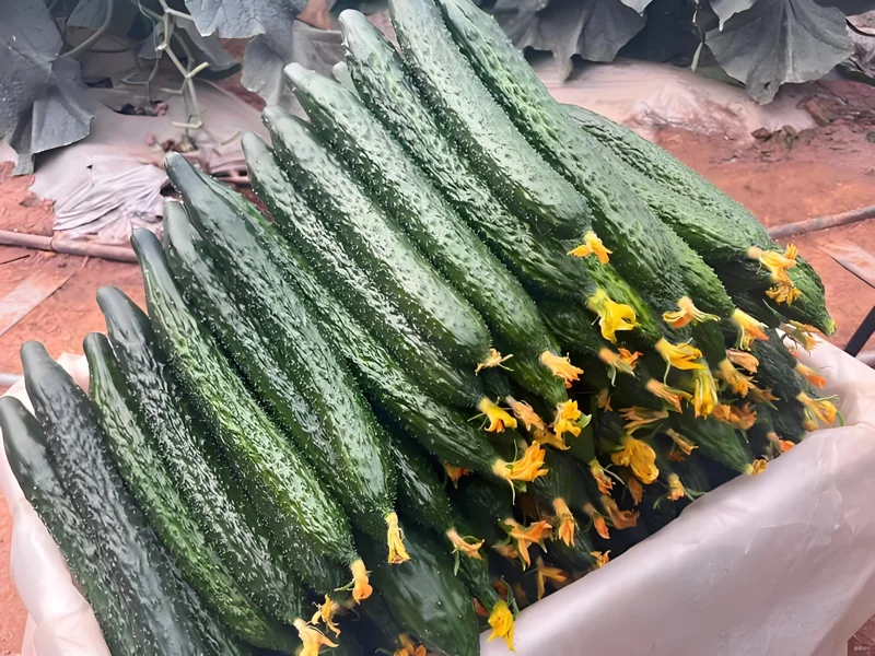 Jade Cucumber Seeds - Crisp, Sweet Heirloom Vegetable Seeds, 25 Seeds - Image 3