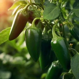 Jalapeno Pepper Seeds - Heirloom Medium-Heat (25 Seeds) for Garden - Image 3