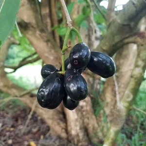 Java Plum Black Jambu Live Plant 6-8in Tall in 4in Pot - Fruit Tree - Image 4