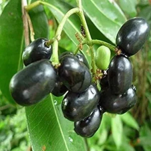 Java Plum Black Jambu Live Plant 6-8in Tall in 4in Pot - Fruit Tree - Image 1