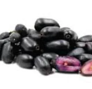 Java Plum Live Plant (1-2ft) - Syzygium cumini - 1 Gallon Pot - Black Malabar Fruit Tree - Image 2