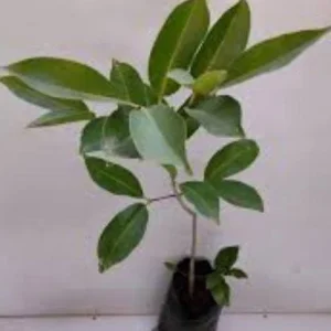 Java Plum Live Plant (1-2ft) - Syzygium cumini - 1 Gallon Pot - Black Malabar Fruit Tree - Image 3