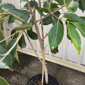 Java Plum Live Plant (1-2ft) - Syzygium cumini - 1 Gallon Pot - Black Malabar Fruit Tree - Image 4