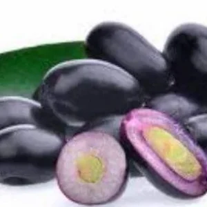 Java Plum Live Plant (1-2ft) - Syzygium cumini - 1 Gallon Pot - Black Malabar Fruit Tree - Image 1