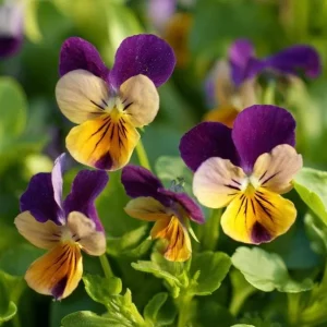 Johnny Jump Up Seeds Viola Tricolor Helen Mount - 120 Seeds for Colorful Garden Blooms - Image 1