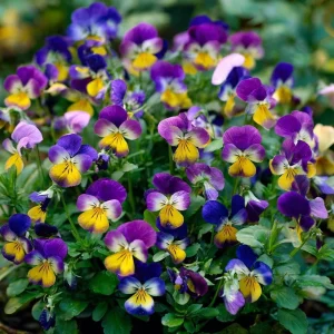 Johnny Jump Up Seeds Viola Tricolor Helen Mount - 120 Seeds for Colorful Garden Blooms - Image 3