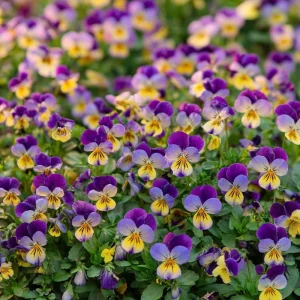 Johnny Jump Up Seeds Viola Tricolor Helen Mount - 120 Seeds for Colorful Garden Blooms - Image 4