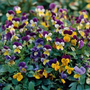 Johnny Jump Up Seeds Viola Tricolor Helen Mount - 120 Seeds for Colorful Garden Blooms - Image 5