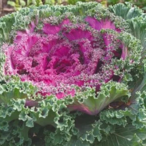 Kamome Red Ornamental Kale Live Plant – 3-6 Inch Tall – Decorative Garden Plant - Image 2