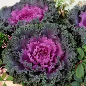 Kamome Red Ornamental Kale Live Plant – 3-6 Inch Tall – Decorative Garden Plant - Image 1