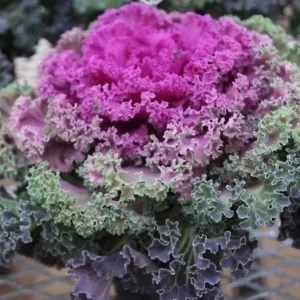Kamome Red Ornamental Kale Live Plant – 3-6 Inch Tall – Decorative Garden Plant - Image 5