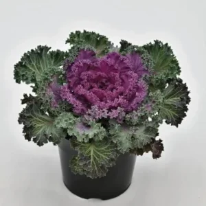 Kamome Red Ornamental Kale Live Plant – 3-6 Inch Tall – Decorative Garden Plant - Image 6