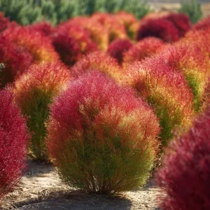 Kochia Scoparia Seeds - Burning Bush, 30 Seeds, Fiery Fall Foliage, Outdoor Annual - Image 2