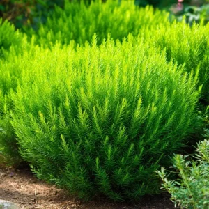 Kochia Scoparia Seeds - Burning Bush, 30 Seeds, Fiery Fall Foliage, Outdoor Annual - Image 3