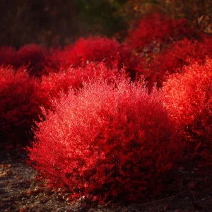 Kochia Scoparia Seeds - Burning Bush, 30 Seeds, Fiery Fall Foliage, Outdoor Annual - Image 4