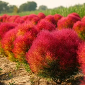 Kochia Scoparia Seeds - Burning Bush, 30 Seeds, Fiery Fall Foliage, Outdoor Annual - Image 1