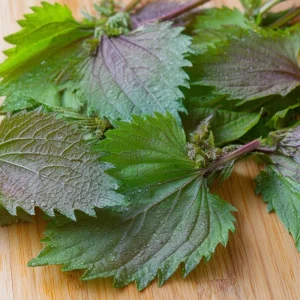 Korean Green Shiso Seeds - Perilla frutescens crispa, 100 Aromatic Culinary Herb Seeds - Image 3