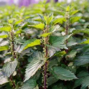Korean Green Shiso Seeds - Perilla frutescens crispa, 100 Aromatic Culinary Herb Seeds - Image 4