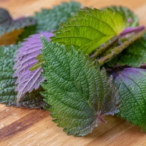 Korean Green Shiso Seeds - Perilla frutescens crispa, 100 Aromatic Culinary Herb Seeds - Image 1