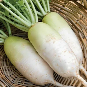 Korean Radish Seeds - Cheong Du Hybrid Kimchi Radishes, 30 Seeds for Garden - Image 1