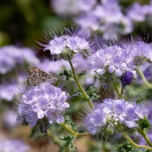 Lacy Phacelia Seeds - 100 Count - Delicate Purple Blooms for Pollinator Gardens & Cover Crop - Image 2