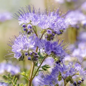 Lacy Phacelia Seeds - 100 Count - Delicate Purple Blooms for Pollinator Gardens & Cover Crop - Image 1