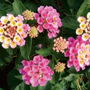Lantana Camara Pink Caprice Live Plant - 2-Pack, 4-Inch Pot, Pink Flowers, Outdoor Shrub - Image 2