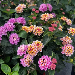 Lantana Camara Pink Caprice Live Plant - 2-Pack, 4-Inch Pot, Pink Flowers, Outdoor Shrub - Image 3