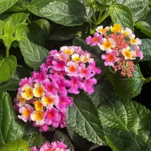 Lantana Camara Pink Caprice Live Plant - 2-Pack, 4-Inch Pot, Pink Flowers, Outdoor Shrub - Image 4