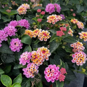 Lantana Camara Pink Caprice Live Plant - 2-Pack, 4-Inch Pot, Pink Flowers, Outdoor Shrub - Image 5