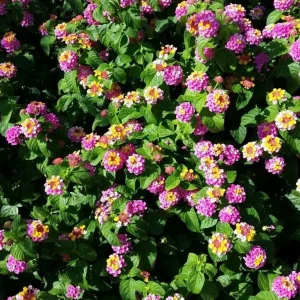 Lantana Camara Pink Caprice Live Plant - 2-Pack, 4-Inch Pot, Pink Flowers, Outdoor Shrub - Image 6