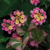 Lantana Camara Pink Caprice Live Plant - 2-Pack, 4-Inch Pot, Pink Flowers, Outdoor Shrub - Image 1