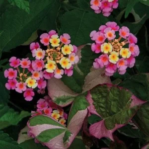 Lantana Camara Pink Caprice Live Plant - 2-Pack, 4-Inch Pot, Pink Flowers, Outdoor Shrub - Image 1
