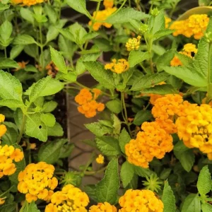 Lantana Yellow Gold Live Plant – 4 inch Pot – Outdoor Flowering Shrub - Image 2