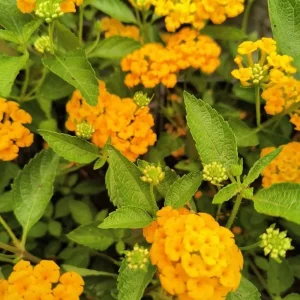 Lantana Yellow Gold Live Plant – 4 inch Pot – Outdoor Flowering Shrub - Image 1