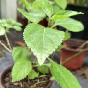 Lantana Yellow Gold Live Plant – 4 inch Pot – Outdoor Flowering Shrub - Image 3