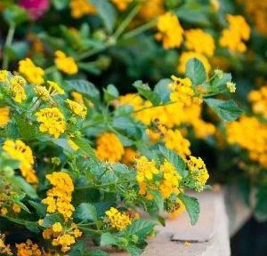 Lantana Yellow Gold Live Plant – 4 inch Pot – Outdoor Flowering Shrub - Image 5