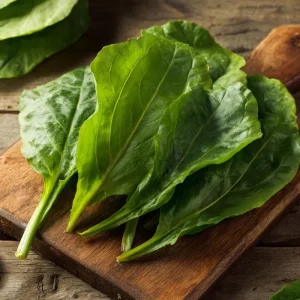 Large Leaf Sorrel Seeds - 200 Heirloom Tangy Greens for Outdoor Garden - Image 2