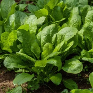 Large Leaf Sorrel Seeds - 200 Heirloom Tangy Greens for Outdoor Garden - Image 3